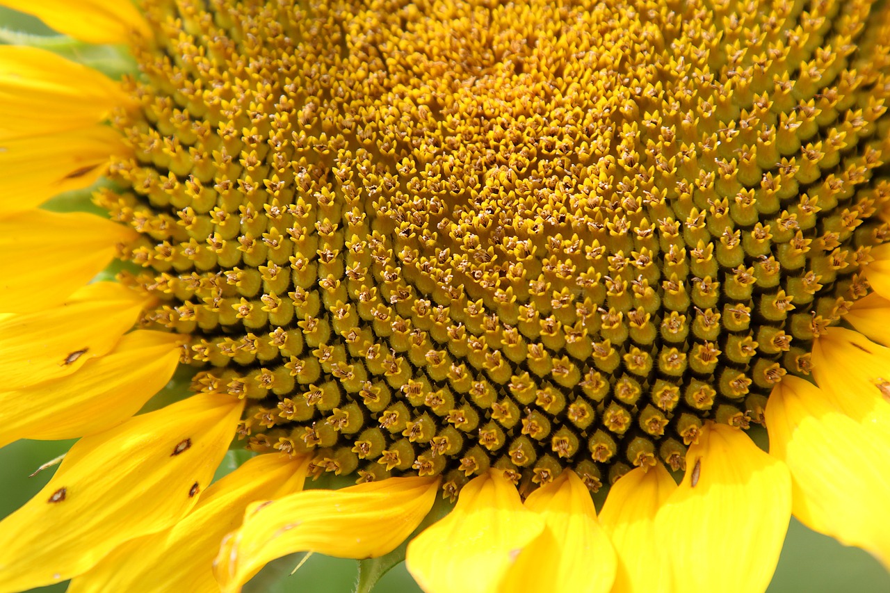 sunflower flower yellow free photo