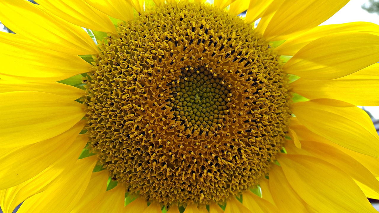 sunflower large garden free photo