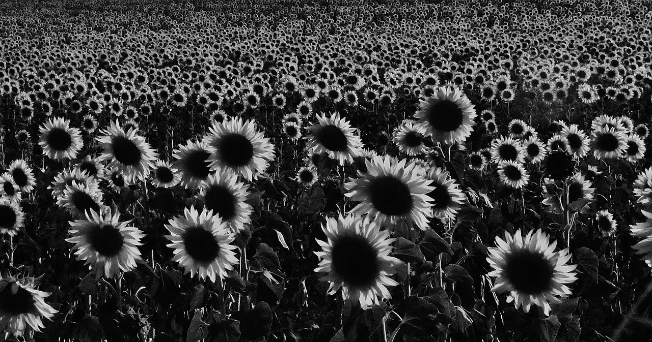 sunflower landscape field free photo