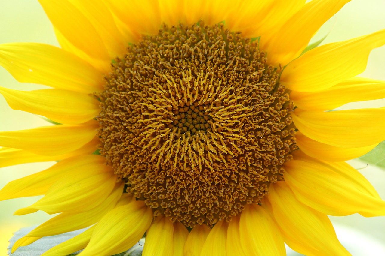 sunflower flower yellow free photo