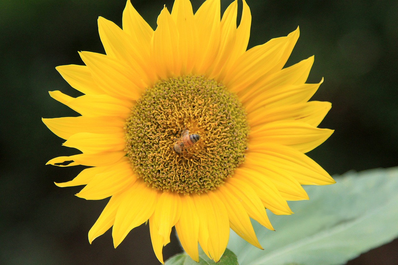 sunflower flower yellow free photo