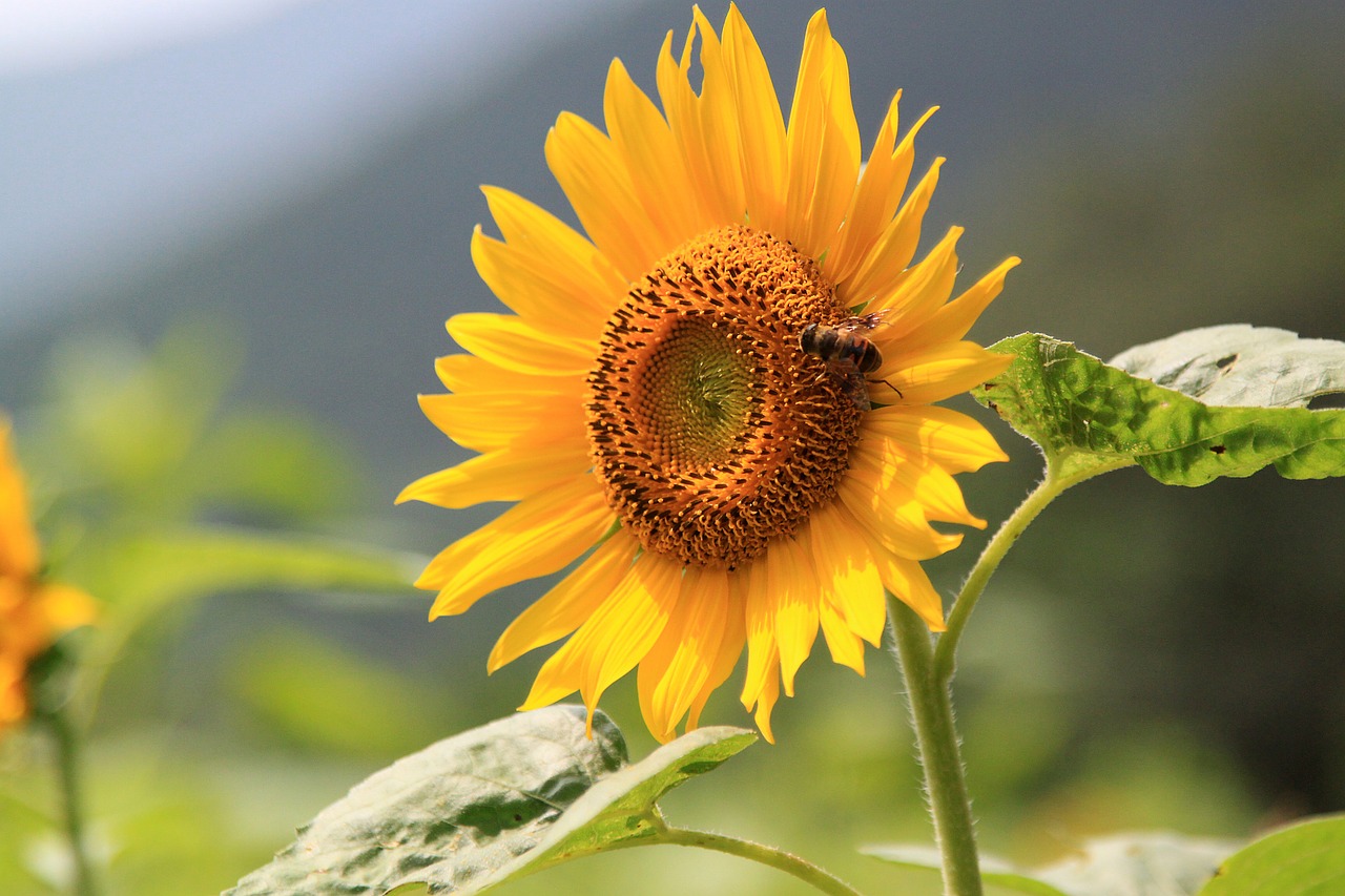 sunflower flower bee free photo