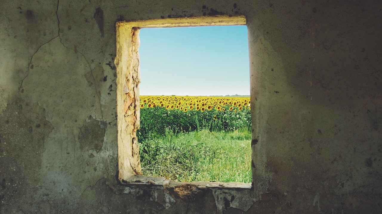 sunflower window grunge free photo
