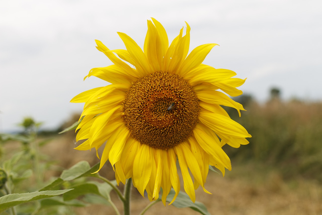 sunflower flower yellow free photo