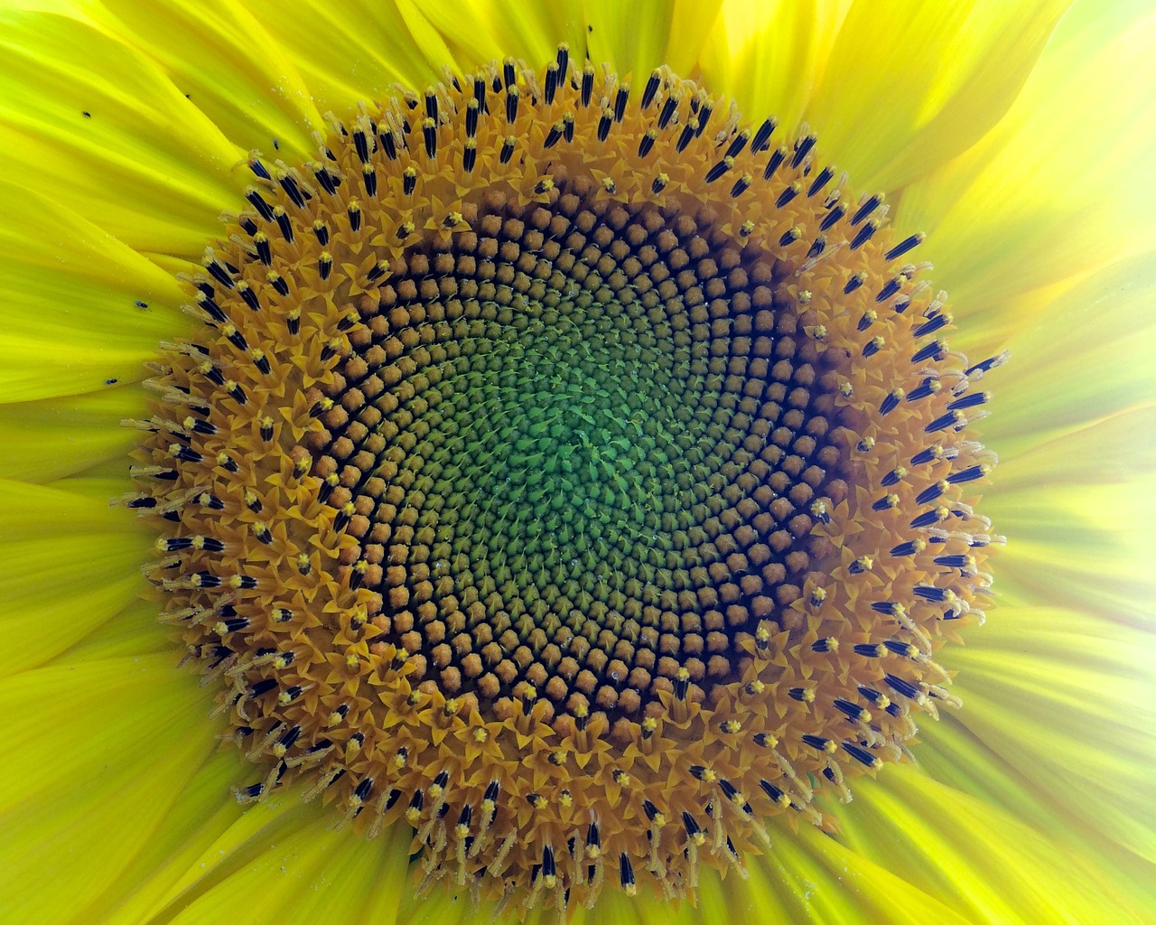 sunflower seeds center free photo