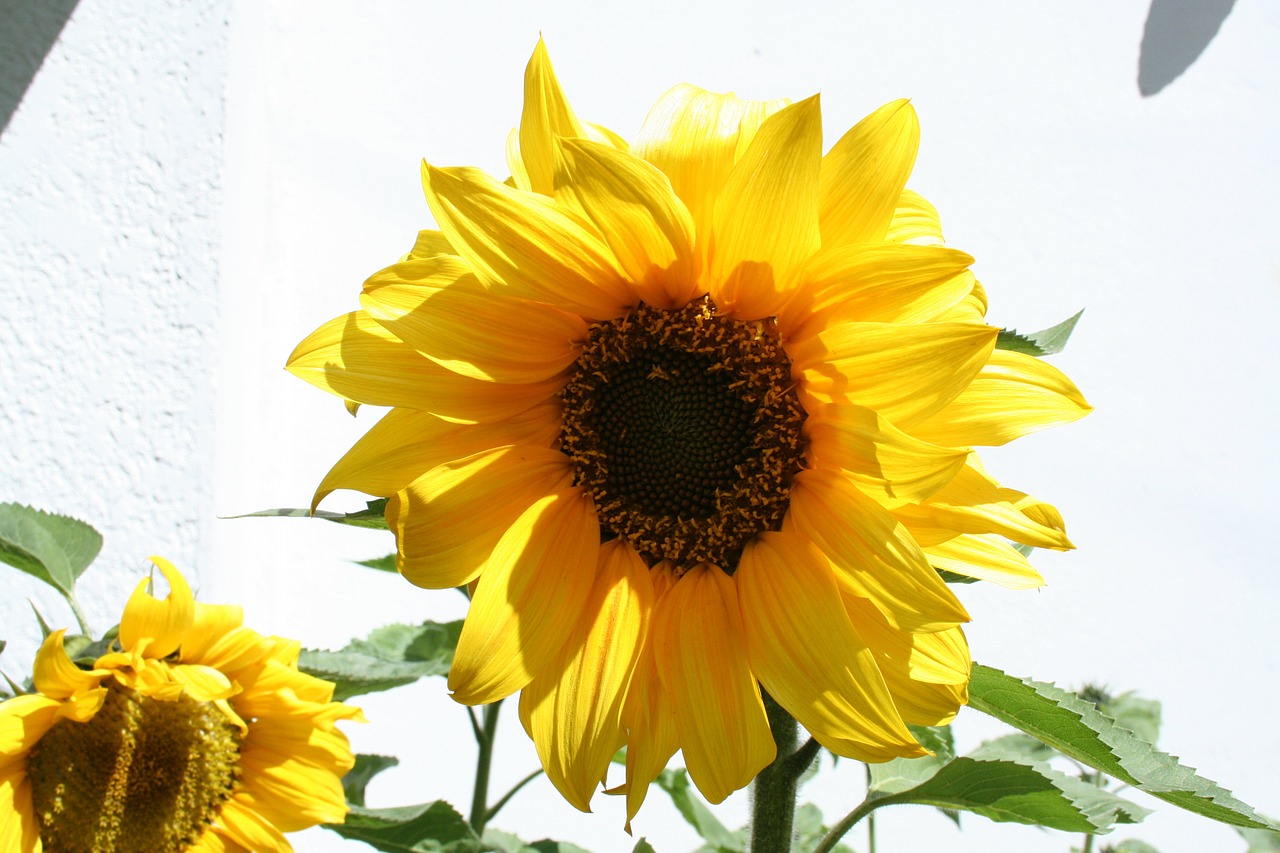 sunflower flower nature free photo