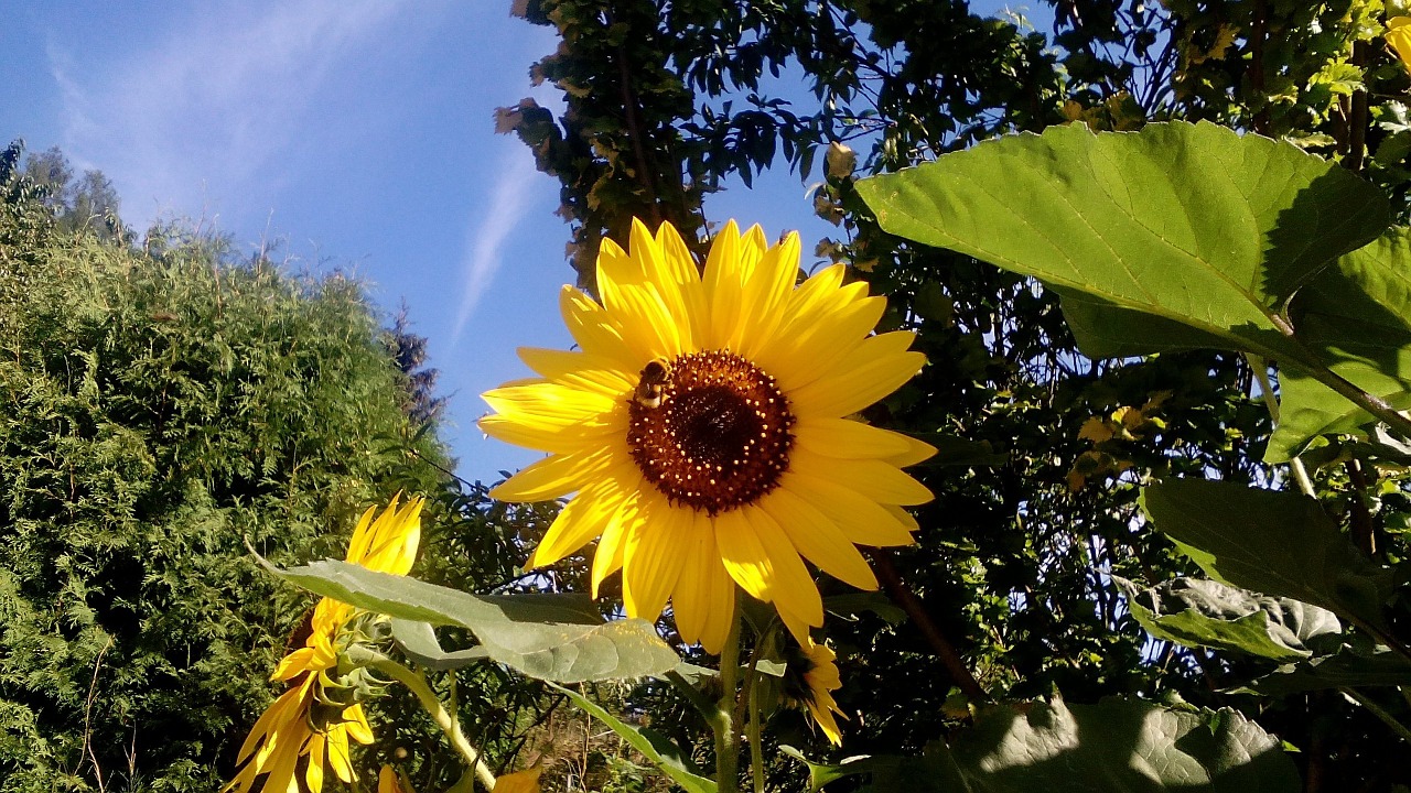 sunflower flower bumble-bee free photo