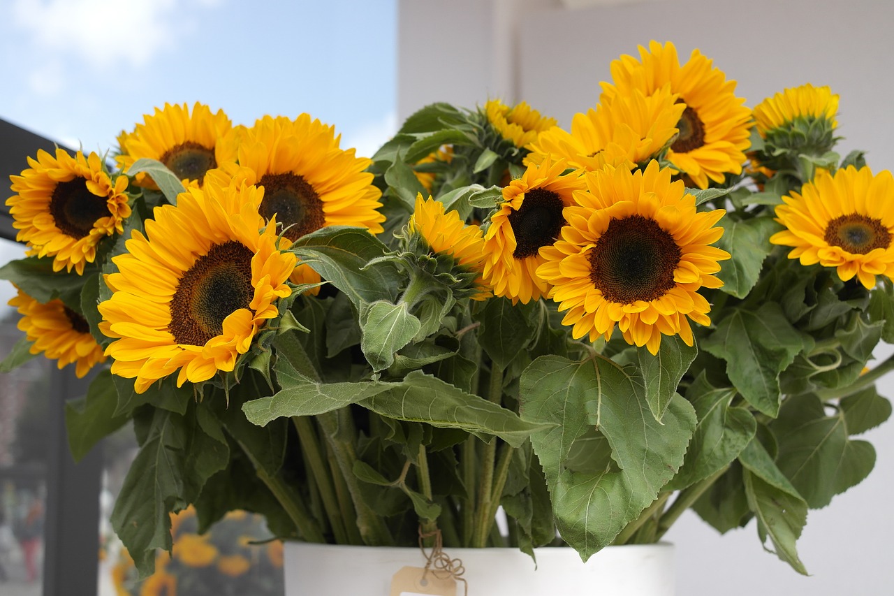 sunflower yellow flower summer flowers free photo