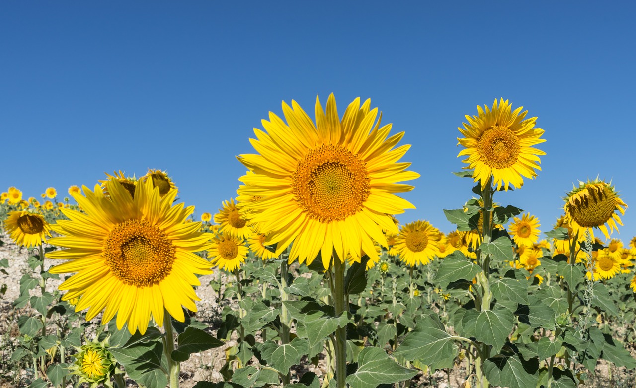 sunflower flower field free photo