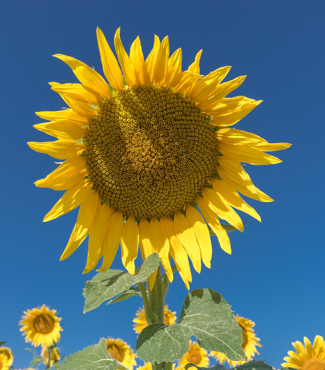 sunflower flower field free photo