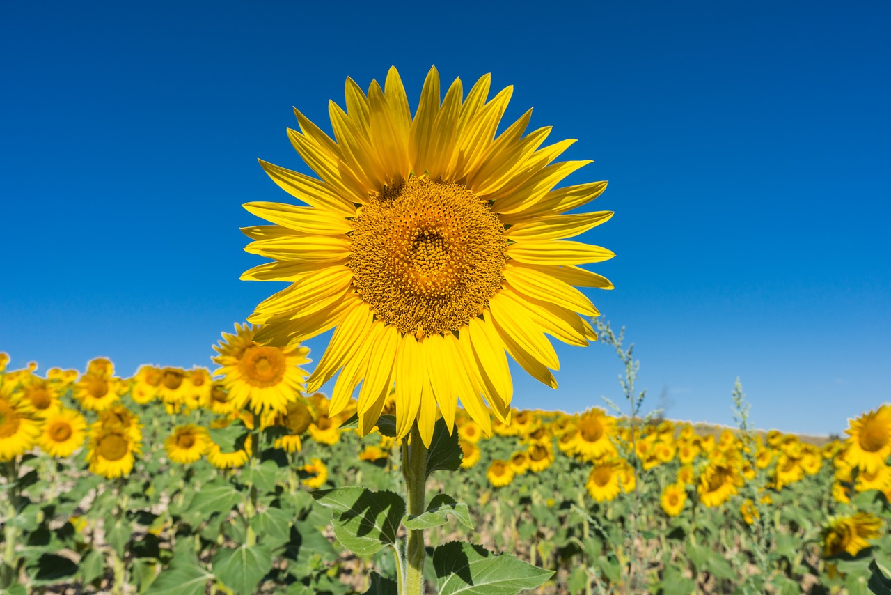 sunflower flower field free photo