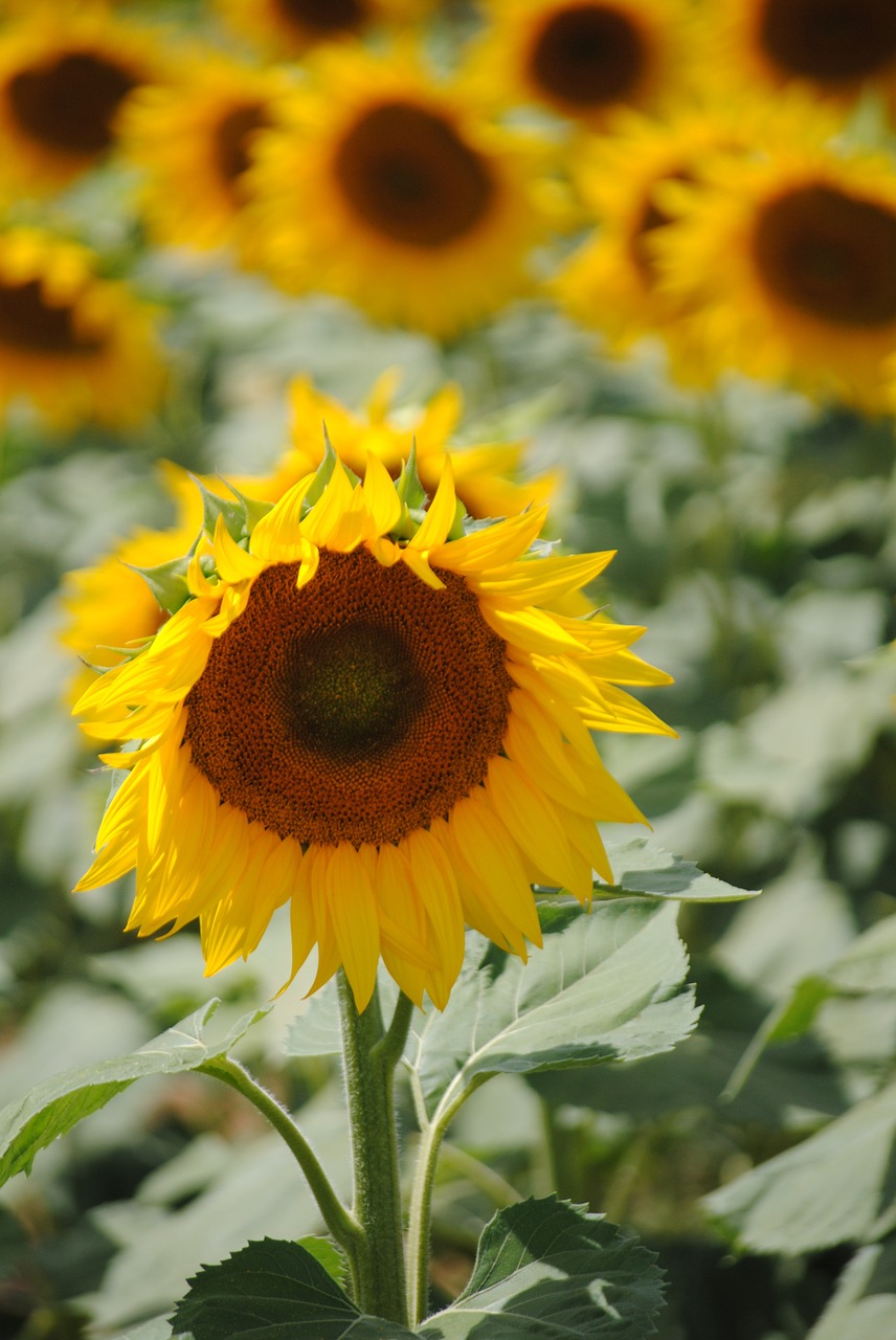 sunflower field yellow flowers free photo