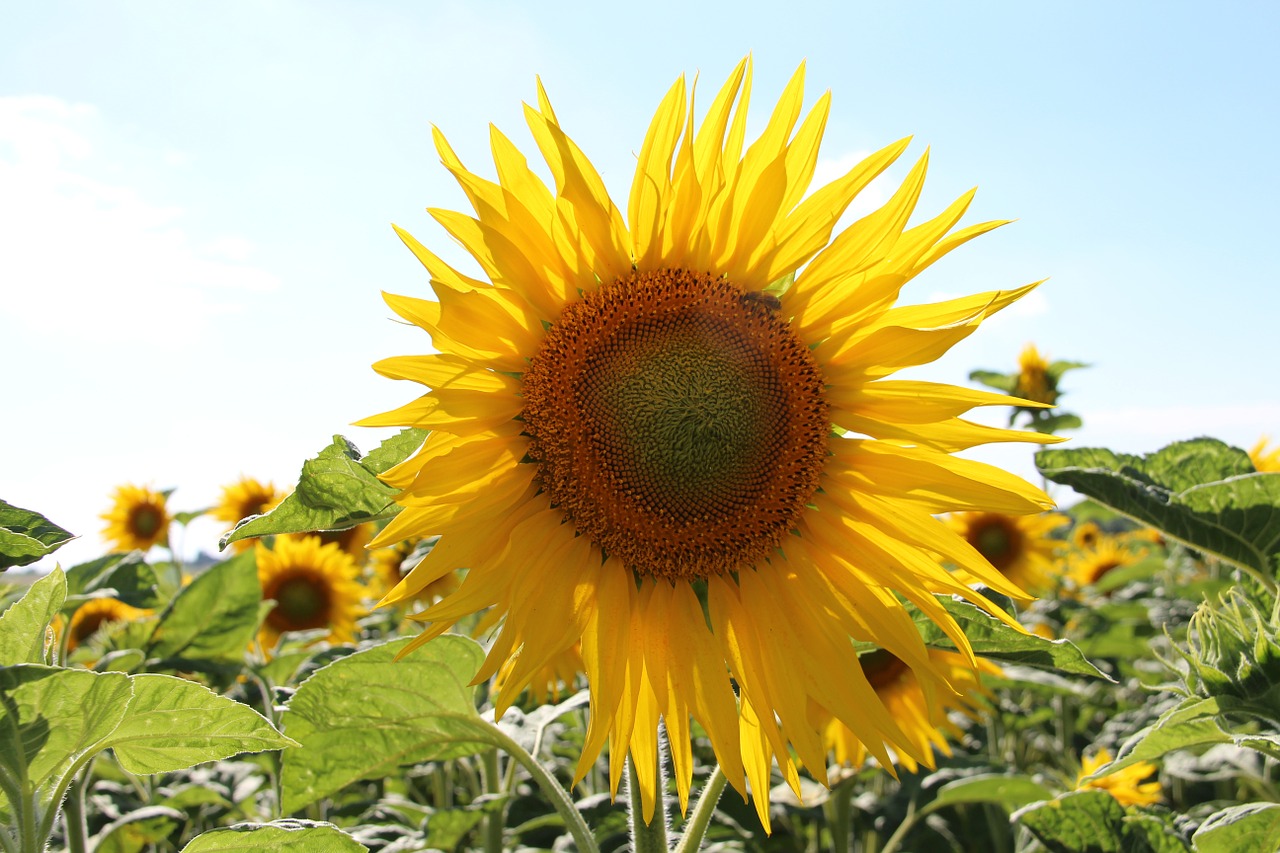 sunflower yellow france free photo