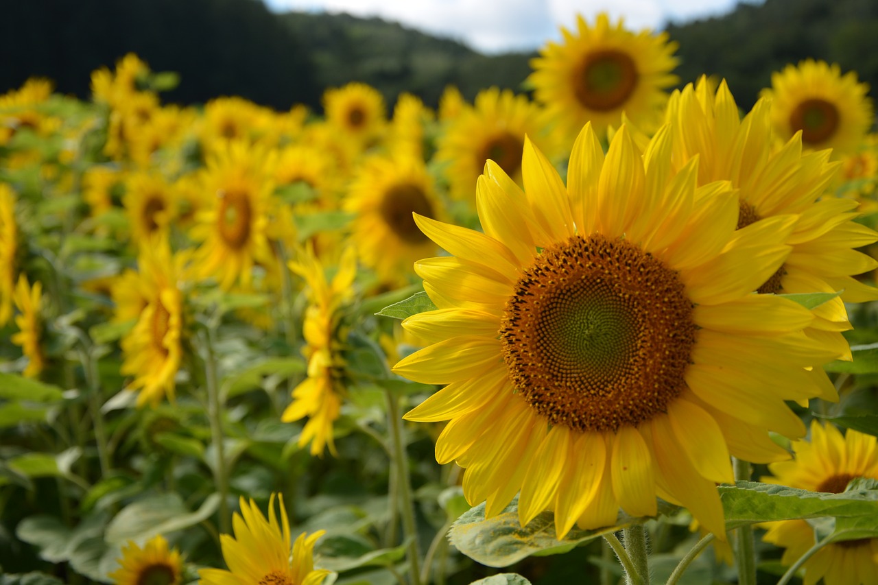 sunflower hokkaido summer free photo