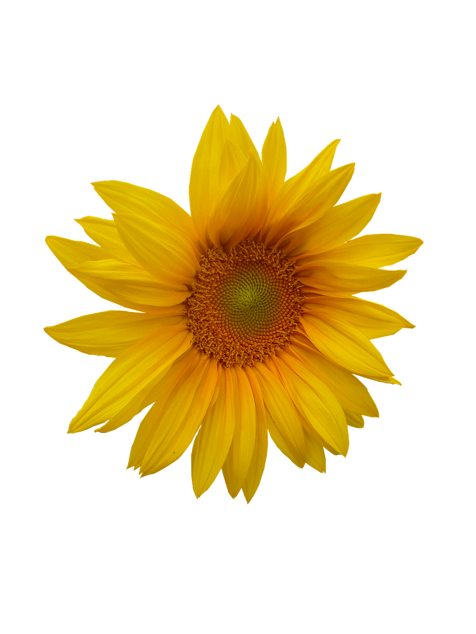 sunflower flower flower head free photo