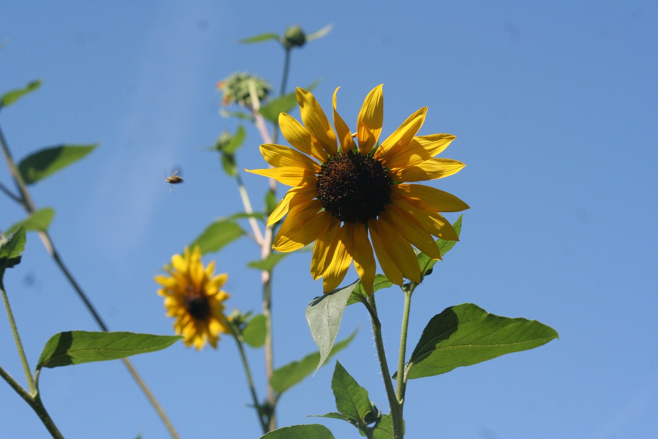 sunflower flower summer free photo