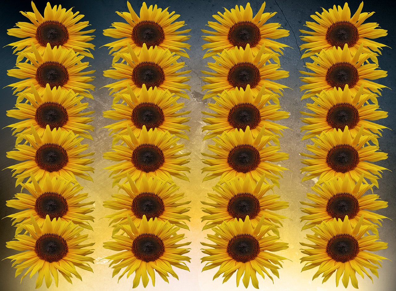 sunflower flowers series free photo