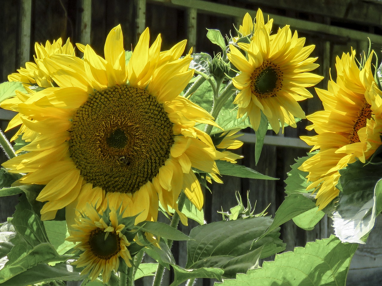 sunflower flower yellow free photo