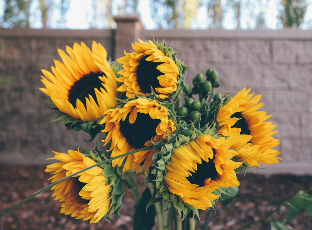 sunflower yellow flower free photo