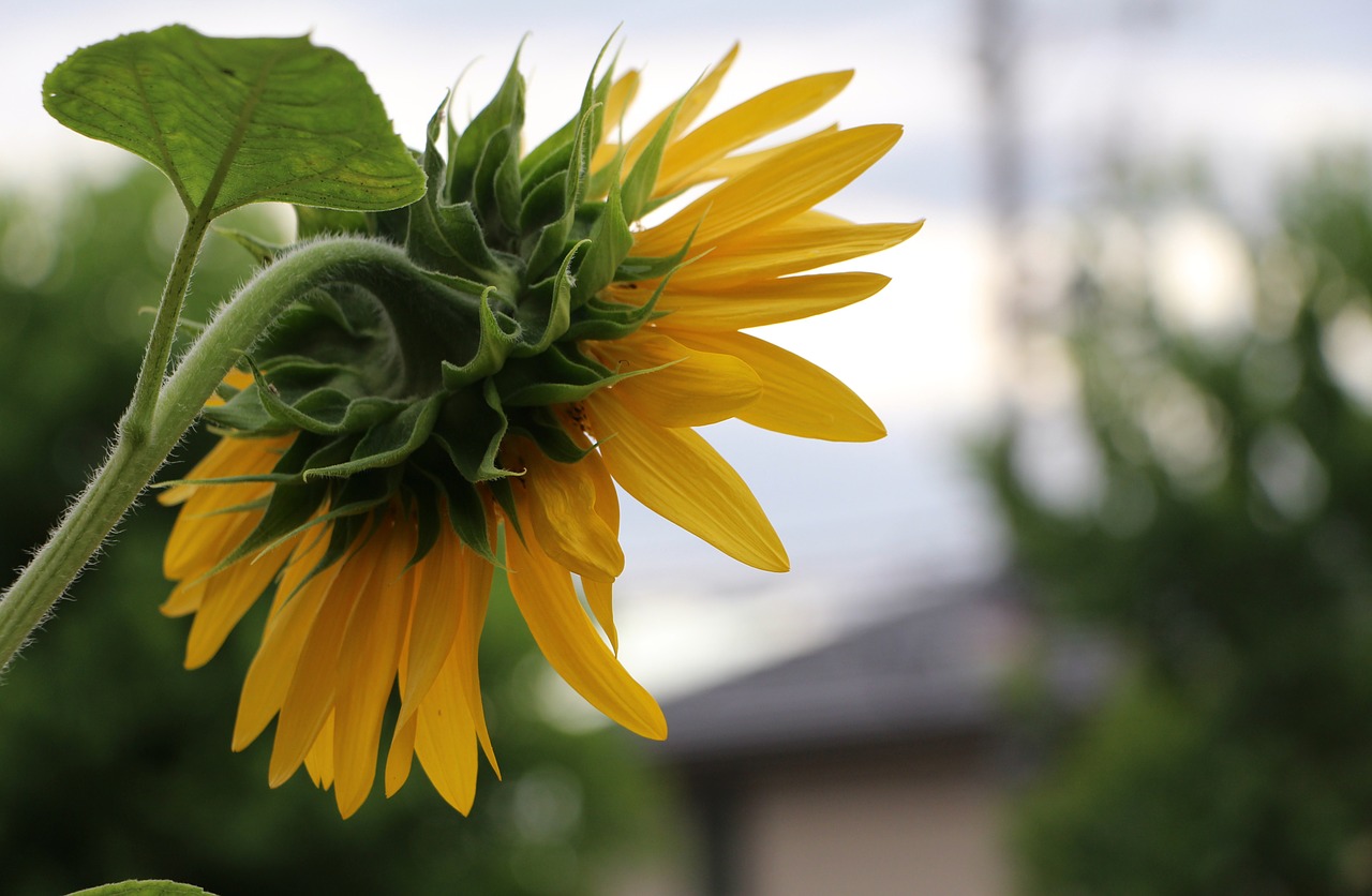 sunflower field nature free photo