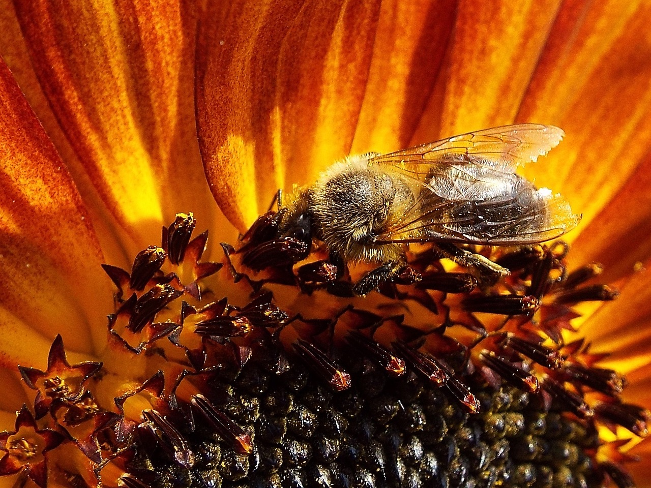 bee sunflower insect free photo