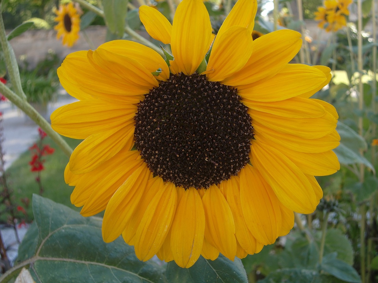 sunflower field yellow free photo