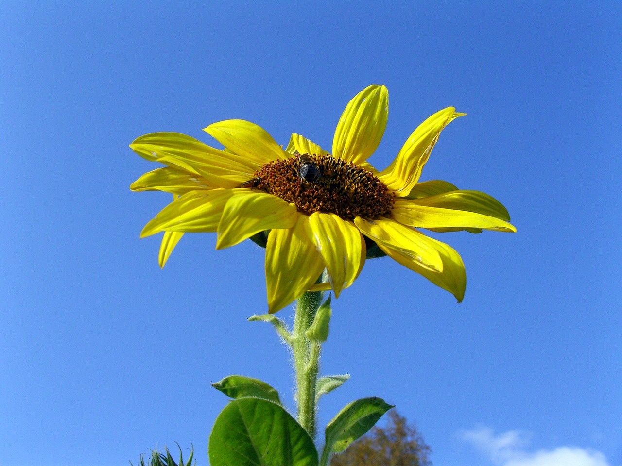 sunflower flower plant free photo