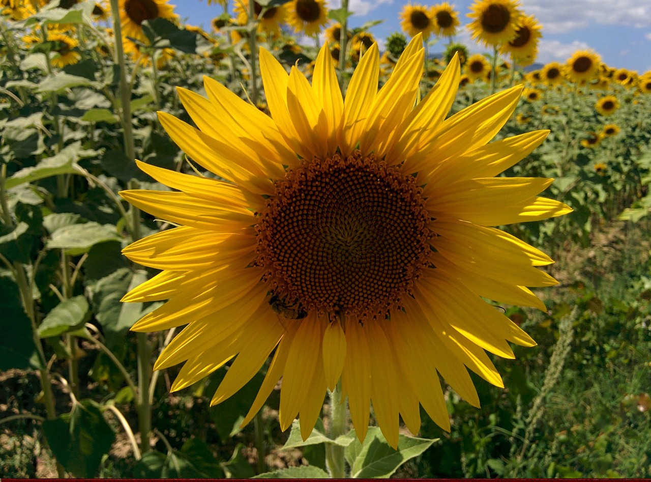 sunflower bee castelnuovo free photo
