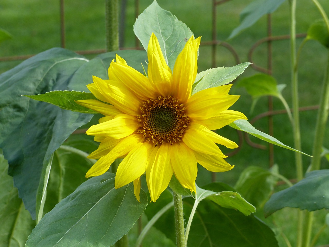 sunflower garden flower free photo