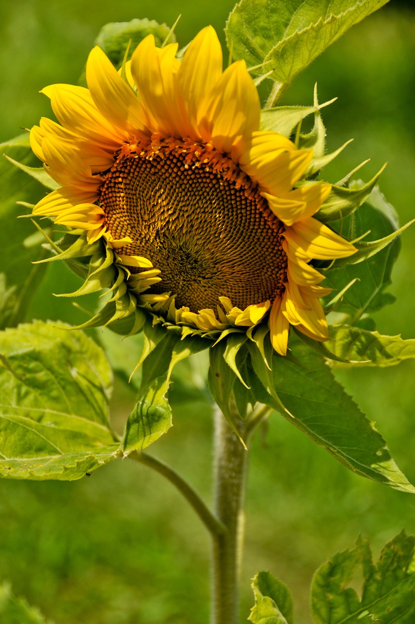 sunflower sun nature free photo