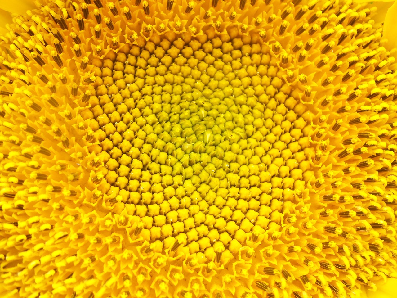 sunflower flower nature free photo