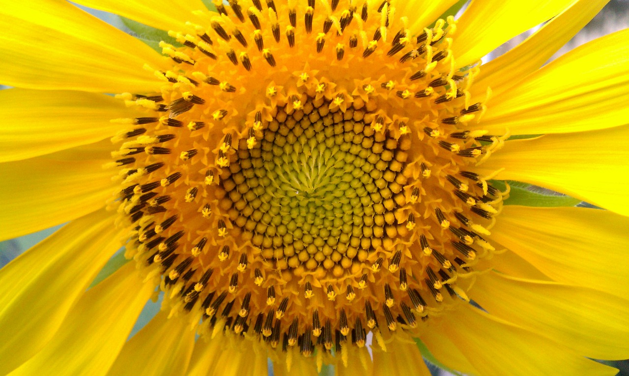 sunflower sunflower seeds sunflowers free photo