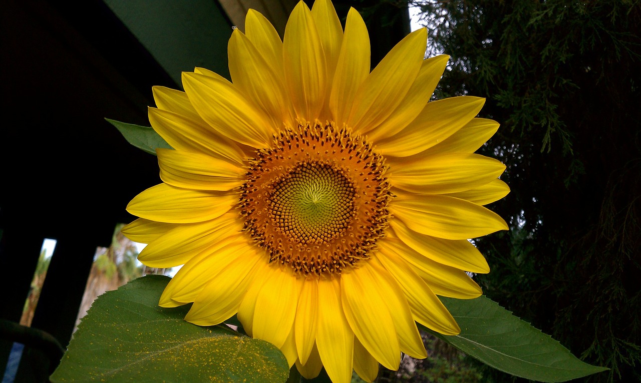 sunflower flowers helianthus free photo