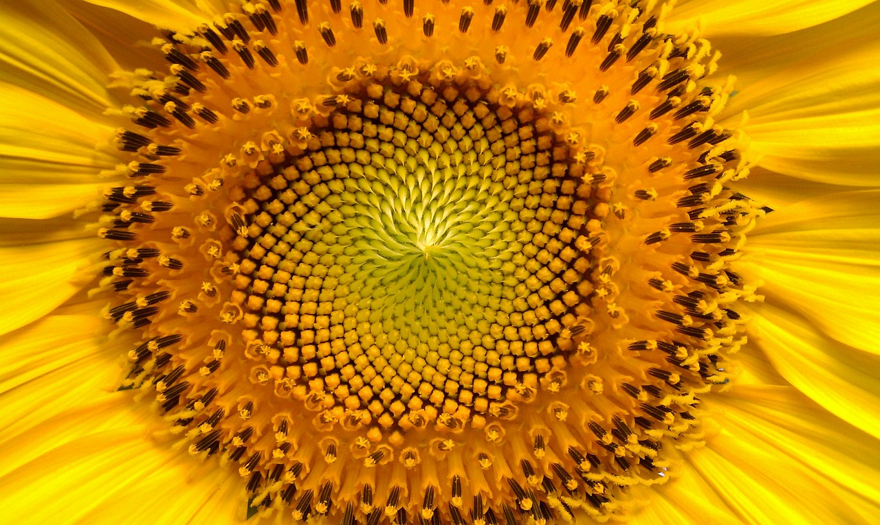 sunflower flowers helianthus free photo