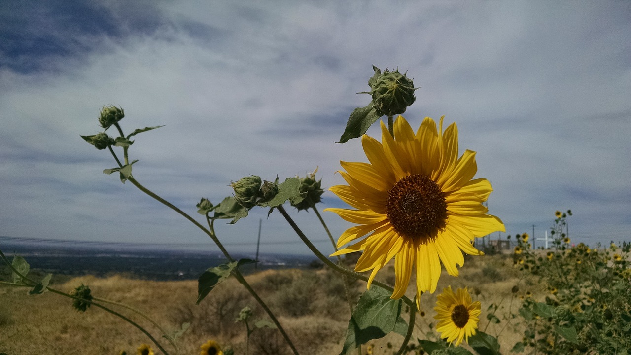 sunflower desert flower free photo