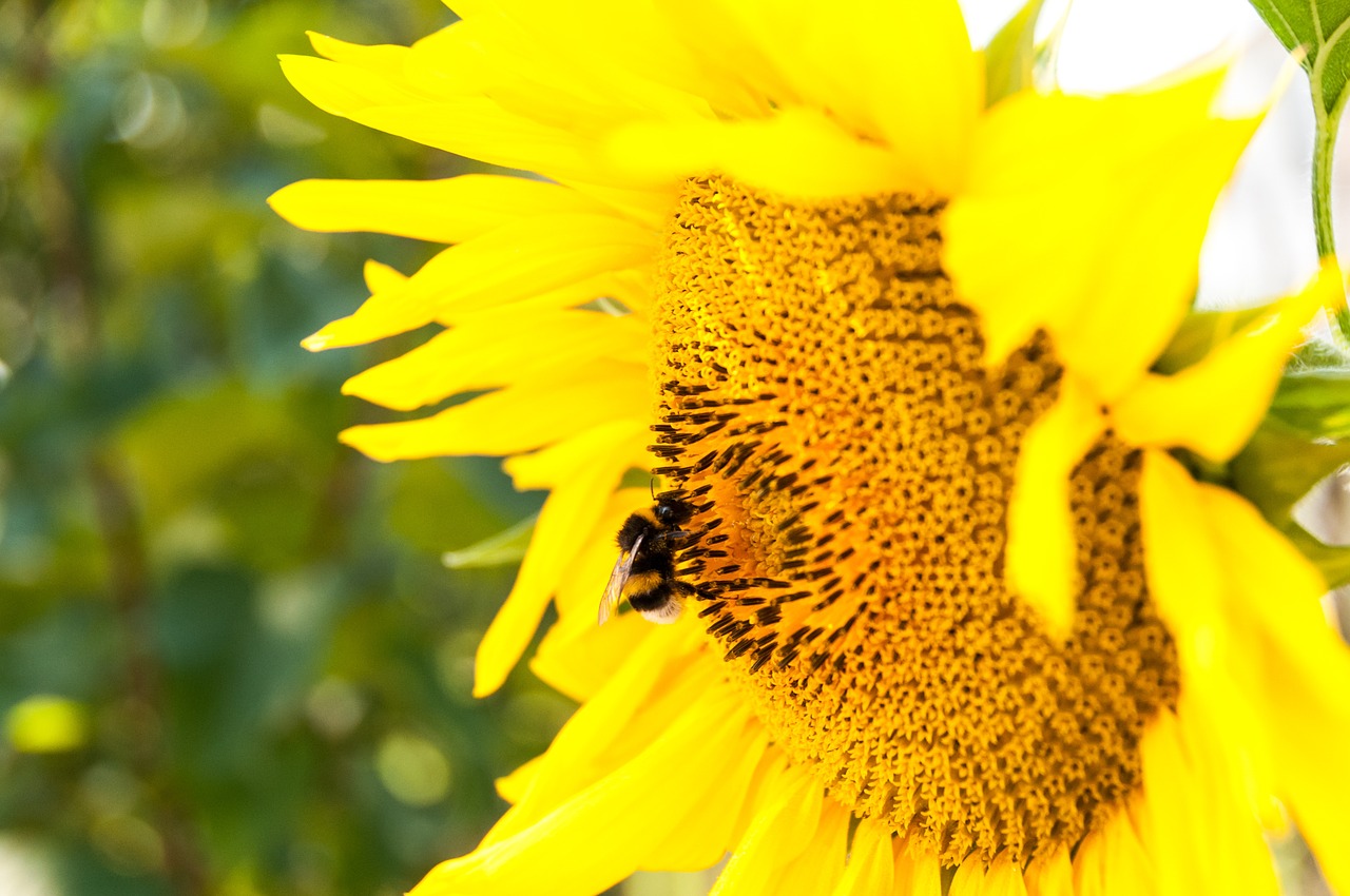 sunflower bee agriculture free photo