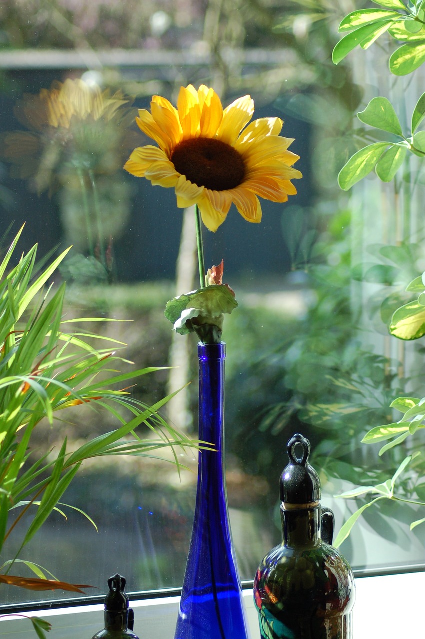sunflower vase blue free photo