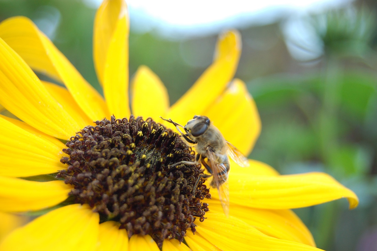 sunflower bee closeup free photo