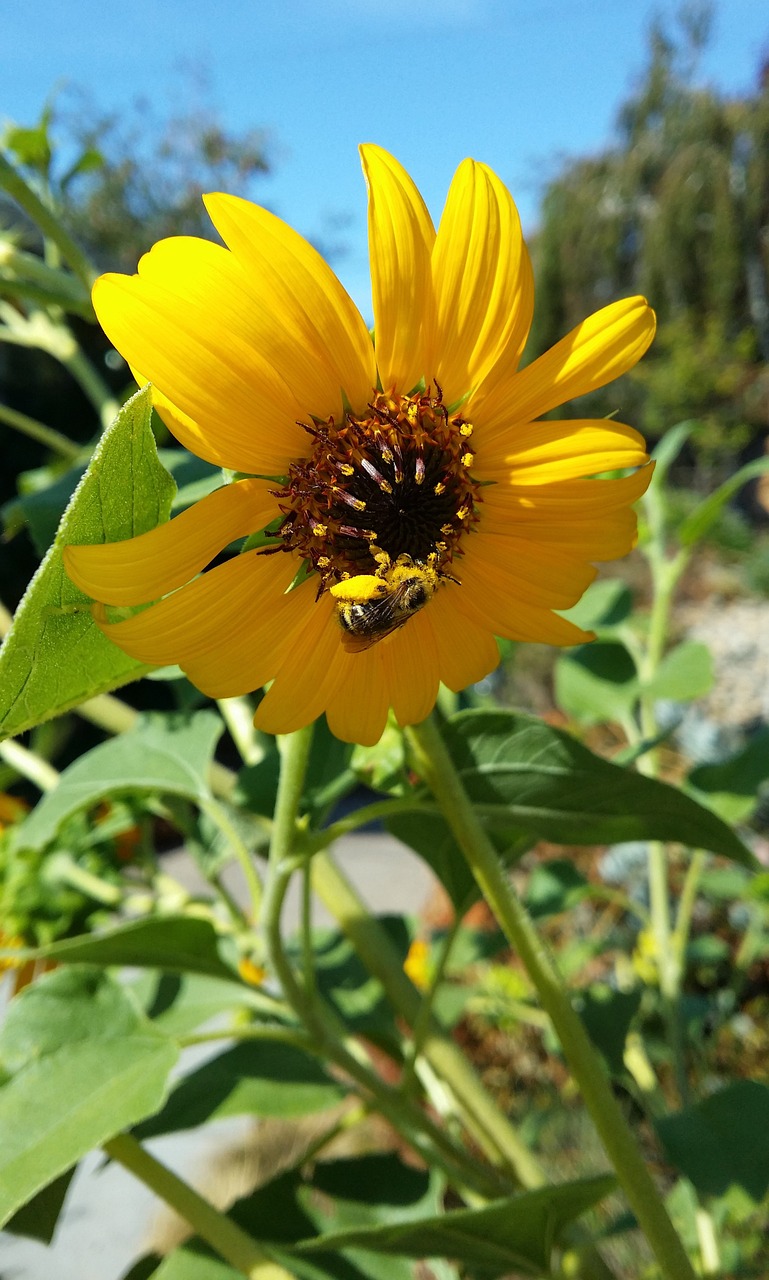 sunflower bee pollen free photo