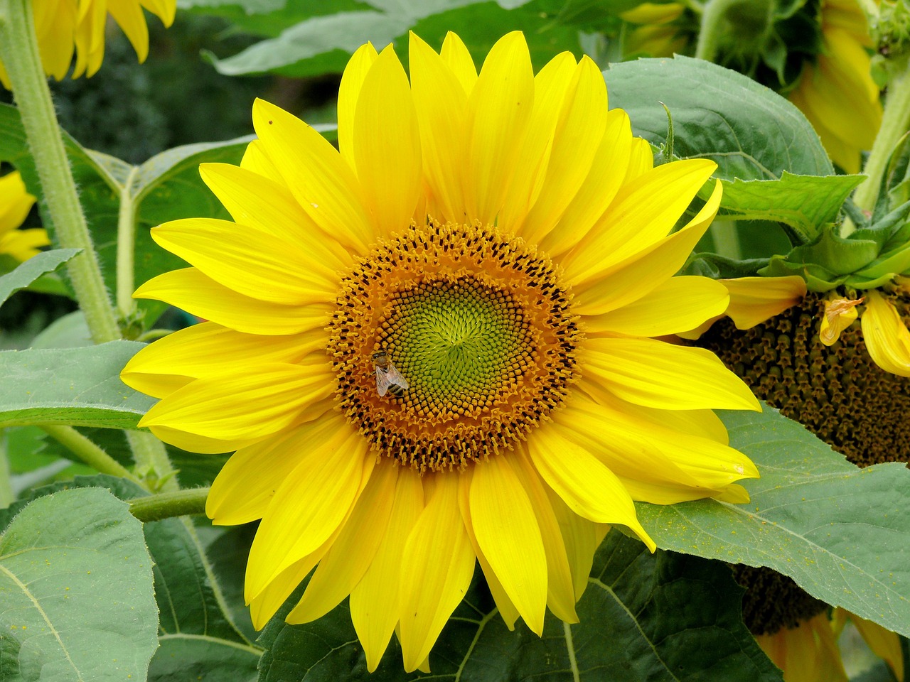 sunflower yellow nature free photo