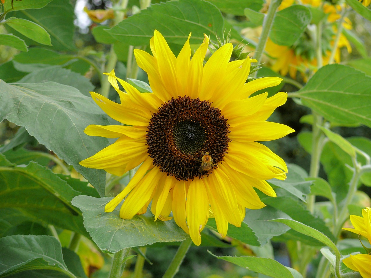 sunflower yellow bloom free photo