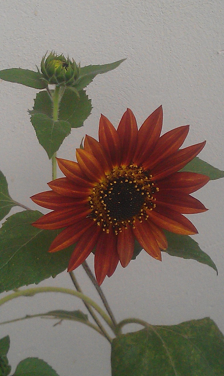 sunflower orange flower free photo