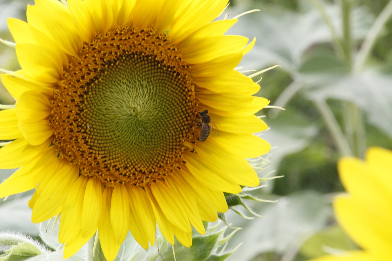 sunflower flower nature free photo