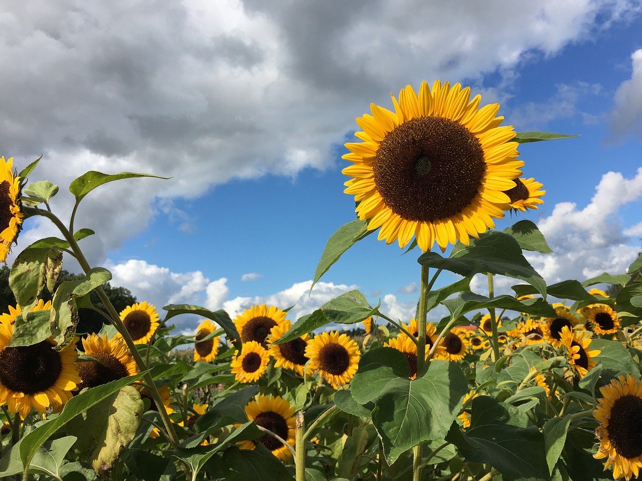 sunflower autumn yellow free photo