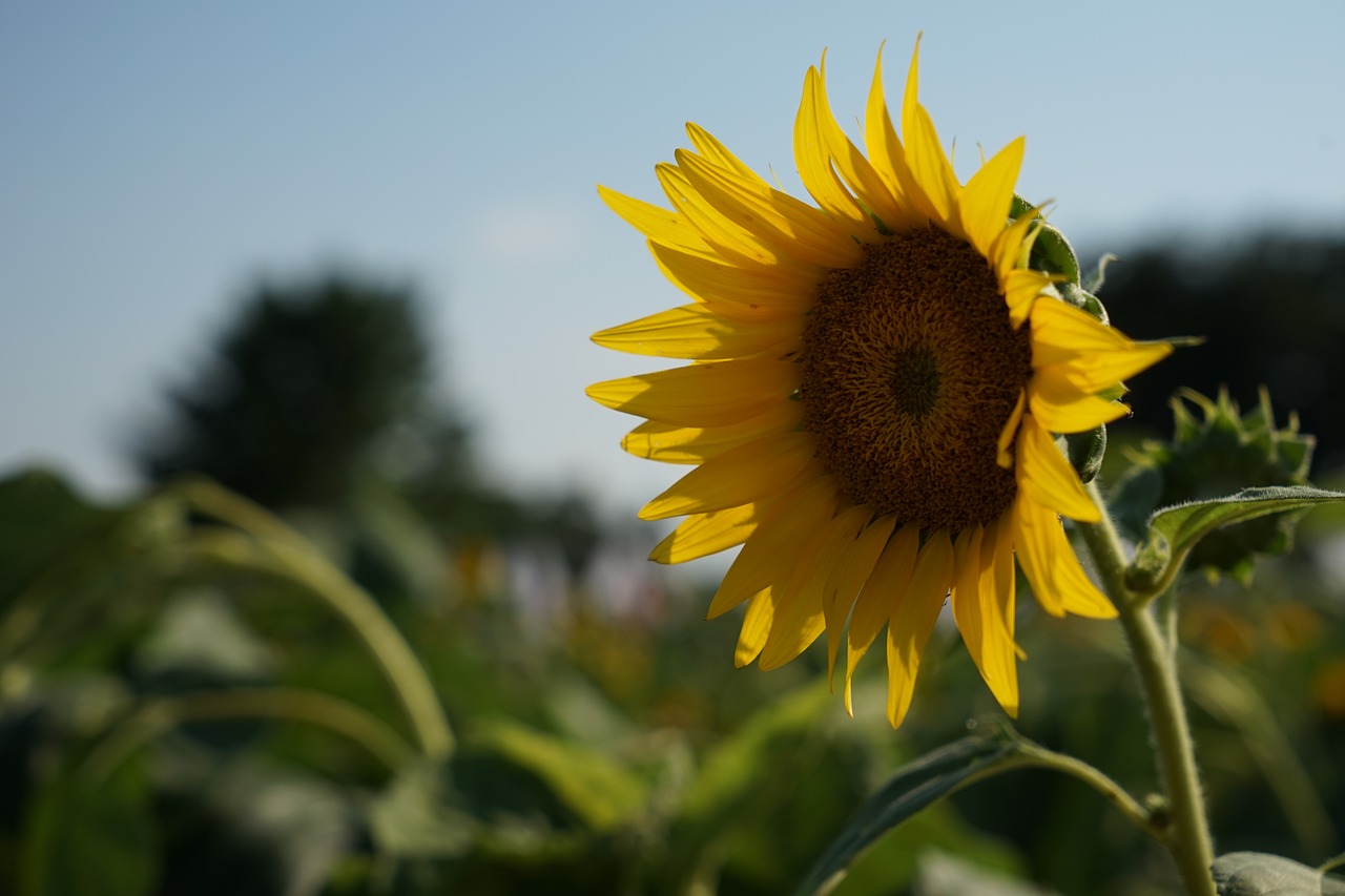 sunflower summer yellow flowers free photo