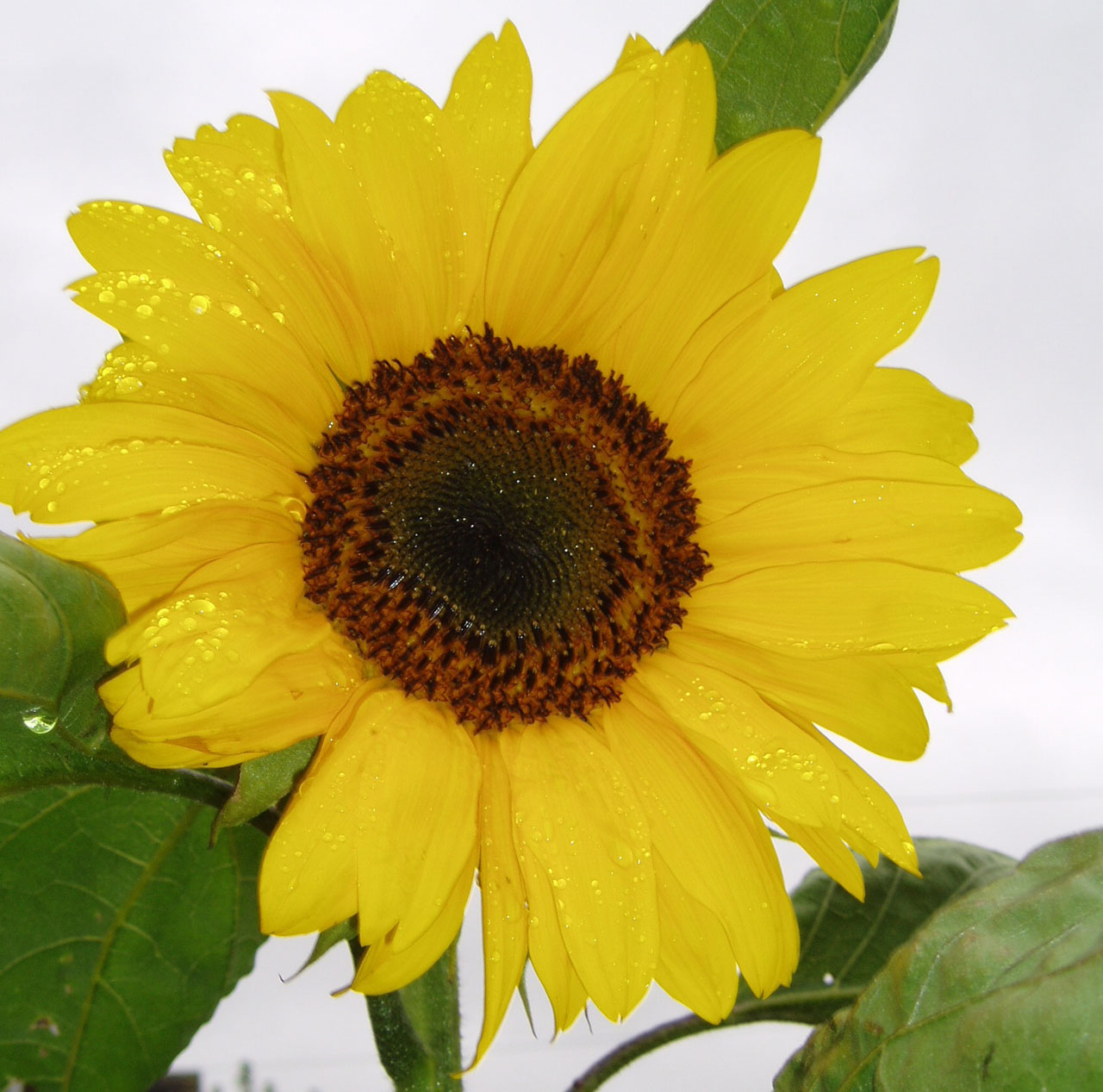sunflower flower garden free photo