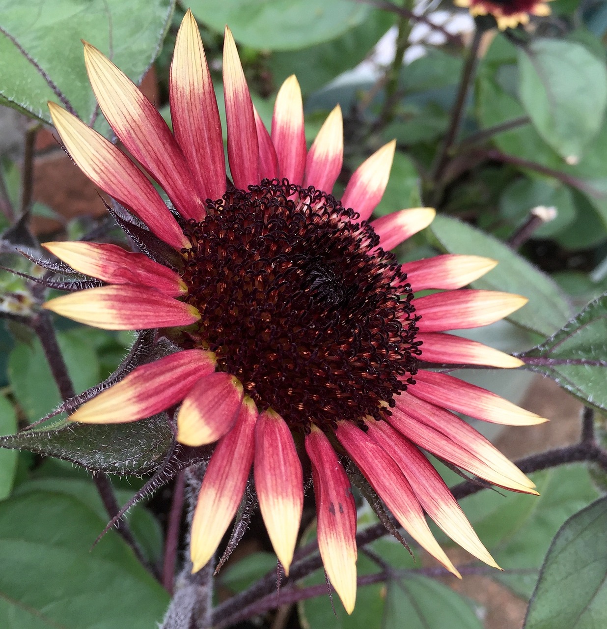 sunflower flower bloom free photo