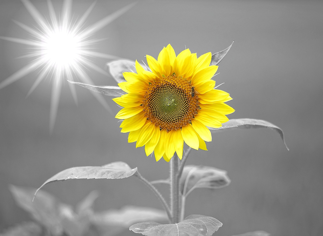 sunflower sunshine yellow free photo