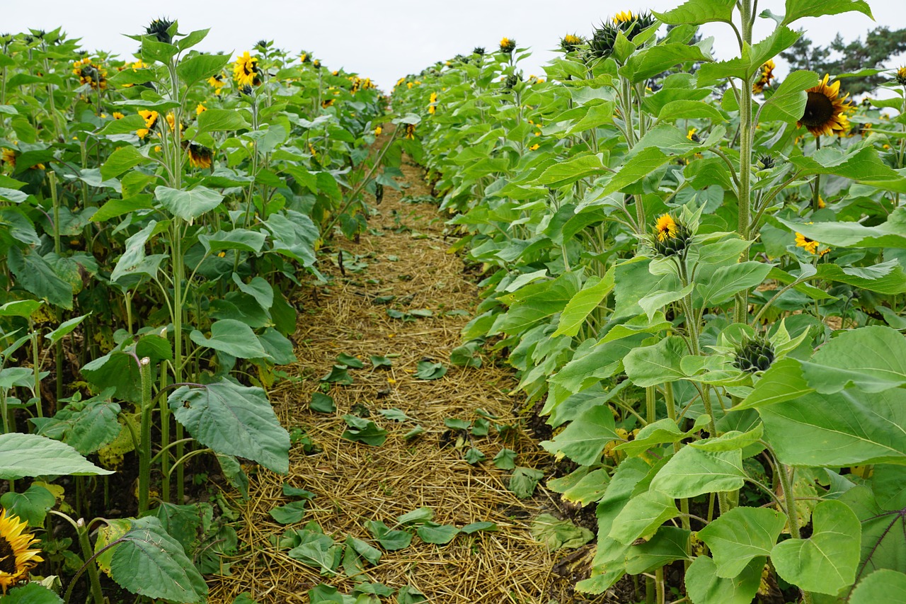 sunflower field green free photo