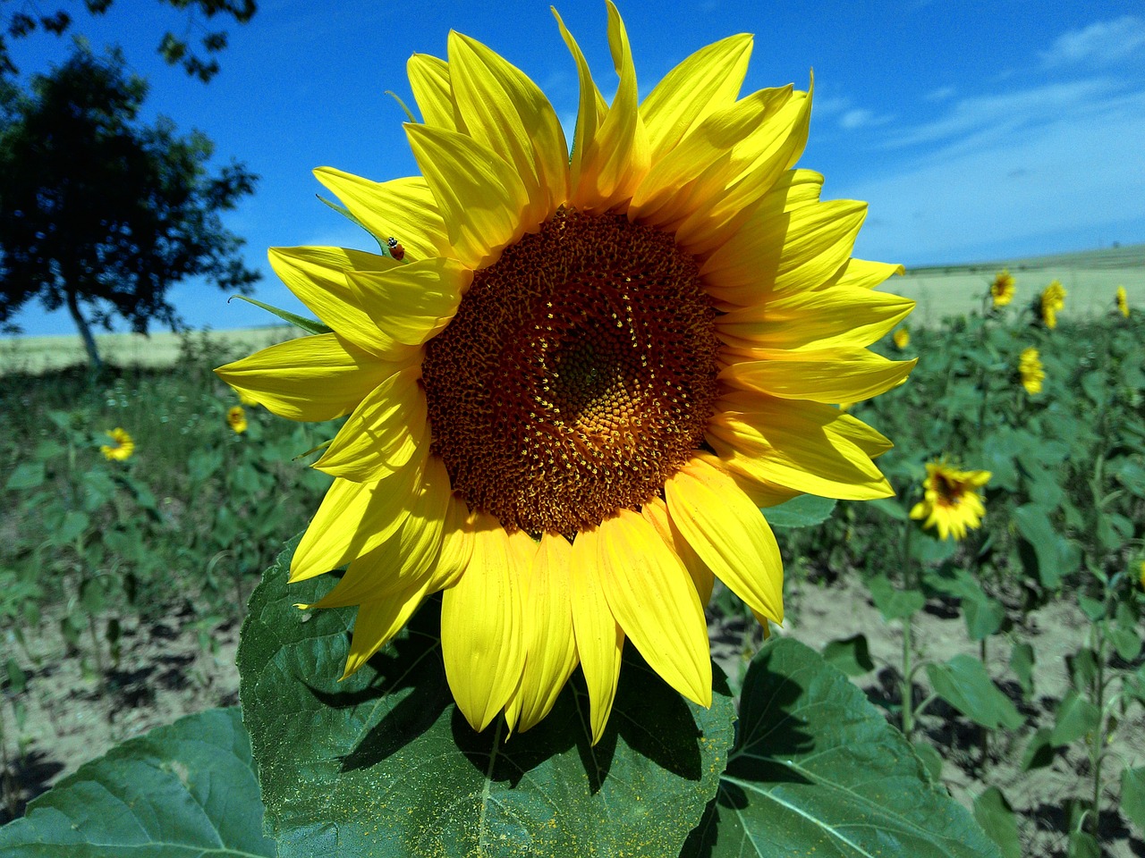 sunflower field summer free photo